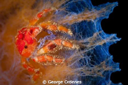 I found this tiny crab on a blue tube sponge at the base ... by George Ordenes 